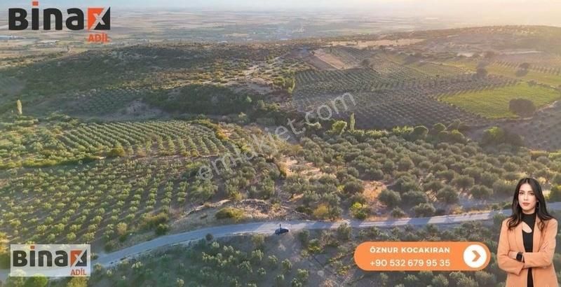 Bergama Kozluca Satılık Tarla BERGAMA KOZLUCA 6064 M2 ZEYTİNLİ TARLA