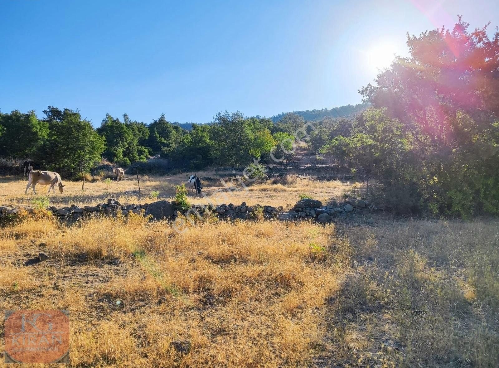 Yunusemre Recepli Satılık Tarla Manisa Yunusemre Recepli mah satılık 15.663 Metre Kare Tarla