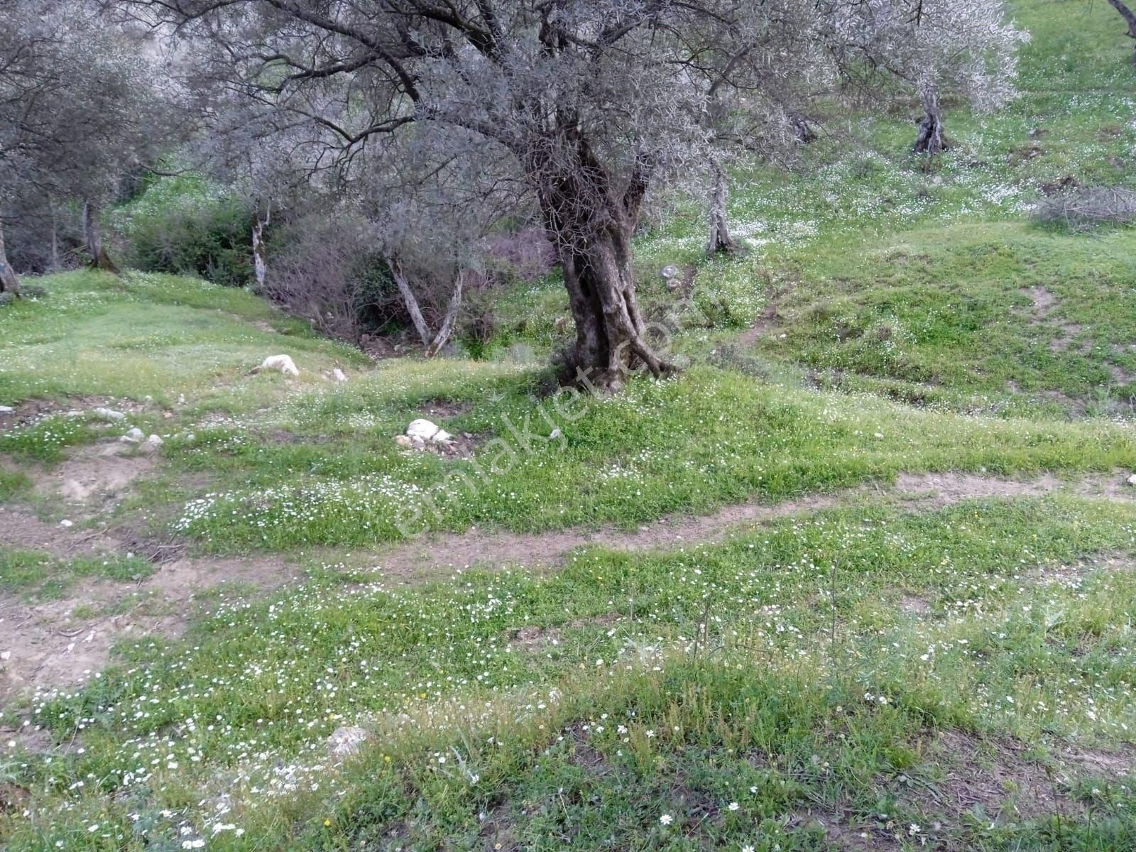 Bayındır Çenikler Satılık Zeytinlik Doğa Gayrimenkul'den İzmir'de Yatırımlık Zeytinlik