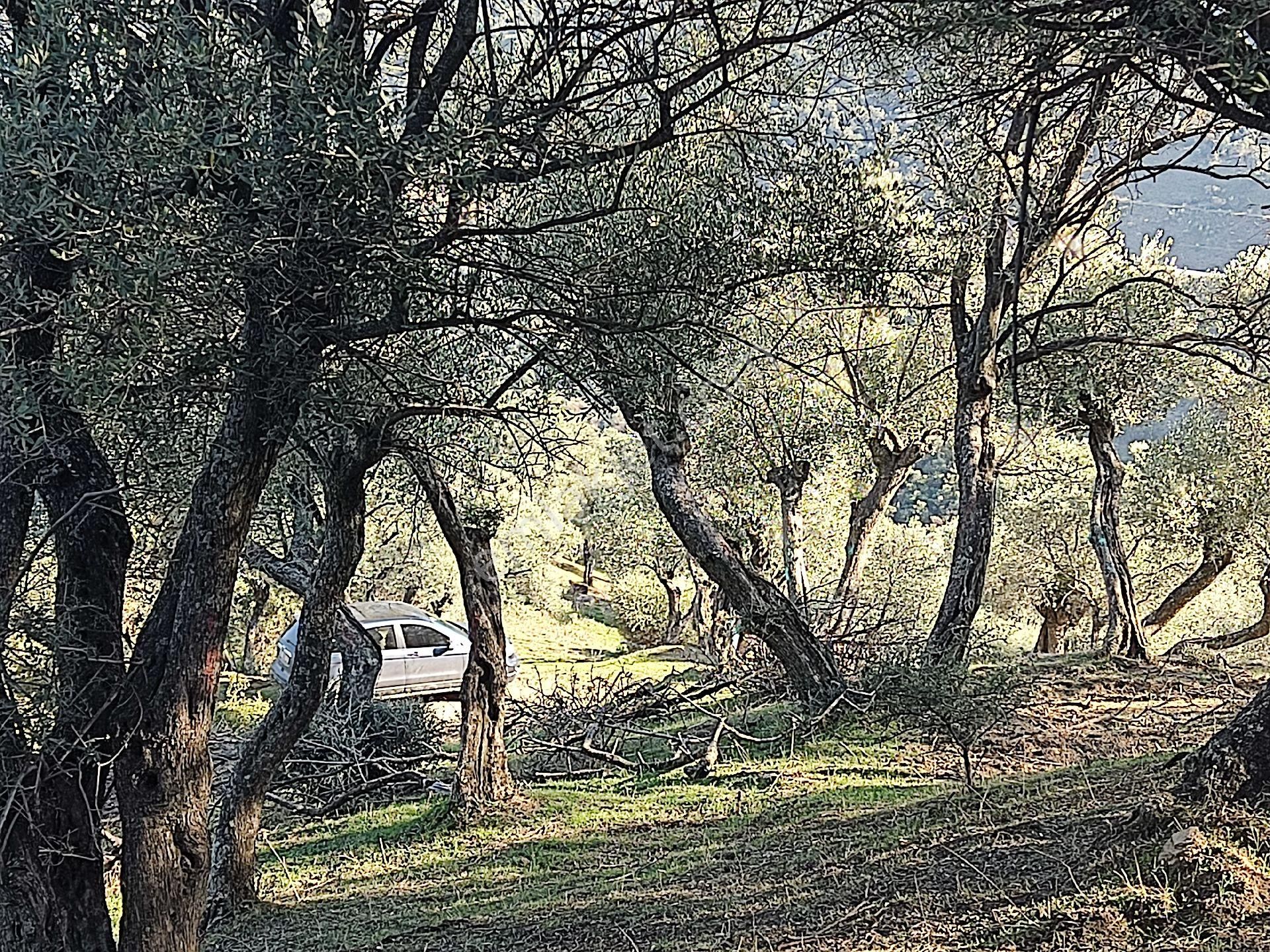 Doğa Gayrimenkul'den İzmir'de Yatırımlık Zeytinlik