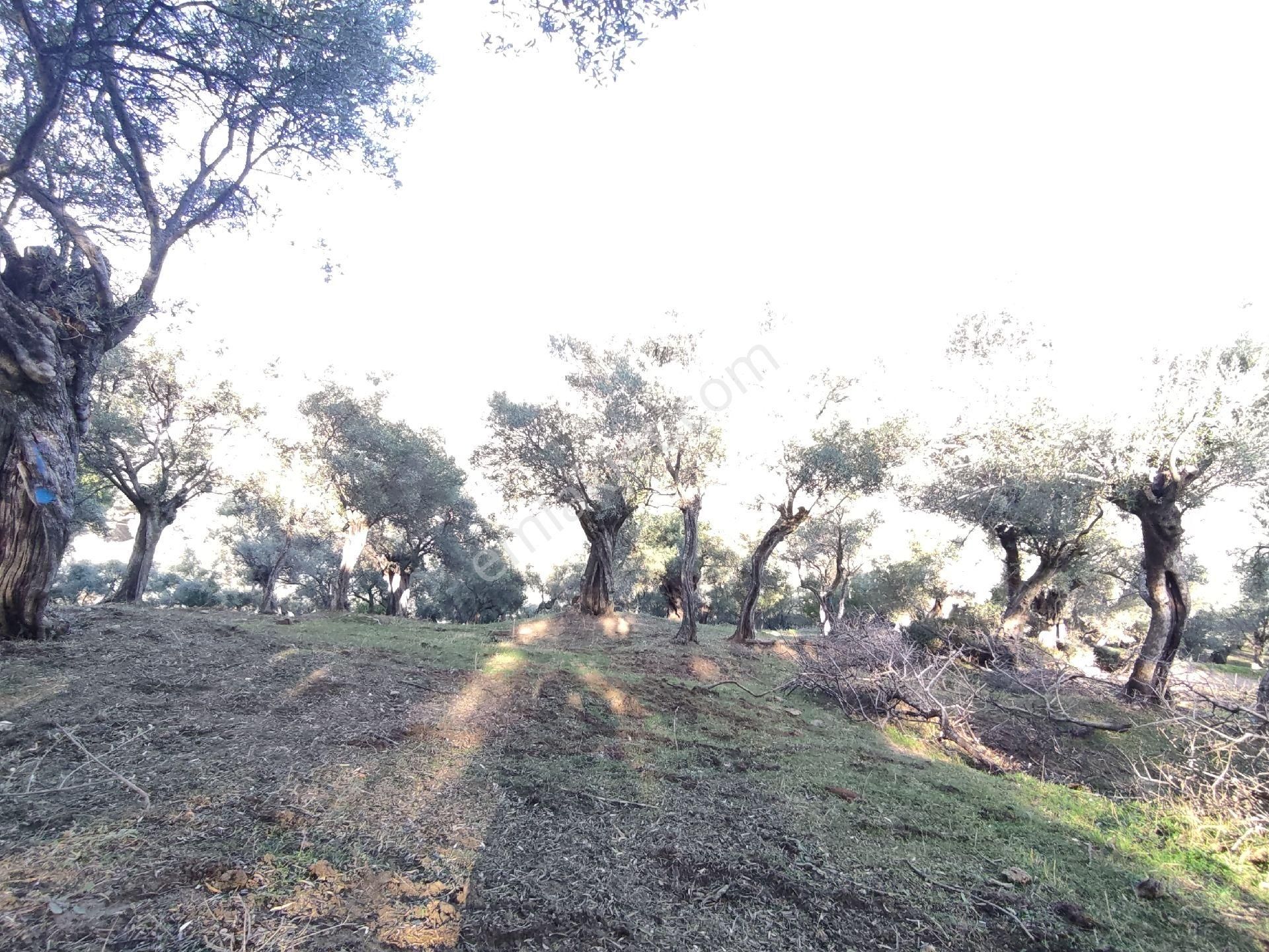 Doğa Gayrimenkul'den İzmir'de Yatırımlık Zeytinlik - Görsel 3