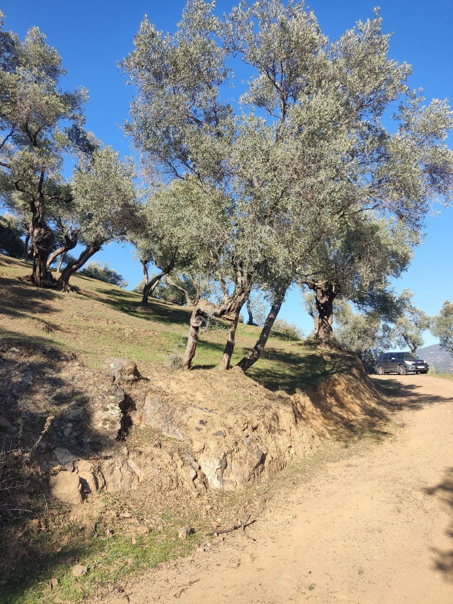 Doğa Gayrimenkul'den İzmir'de Yatırımlık Zeytinlik - Görsel 11