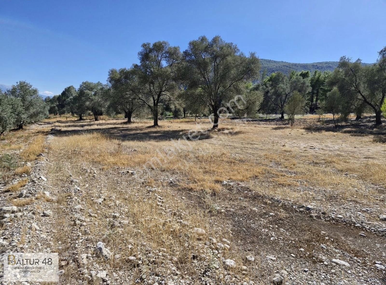 Seydikemer Paşalı Satılık Tarla Seydikemer Paşalı'da Yola Cephe Müstakil Tapulu Fırsat Arazisi