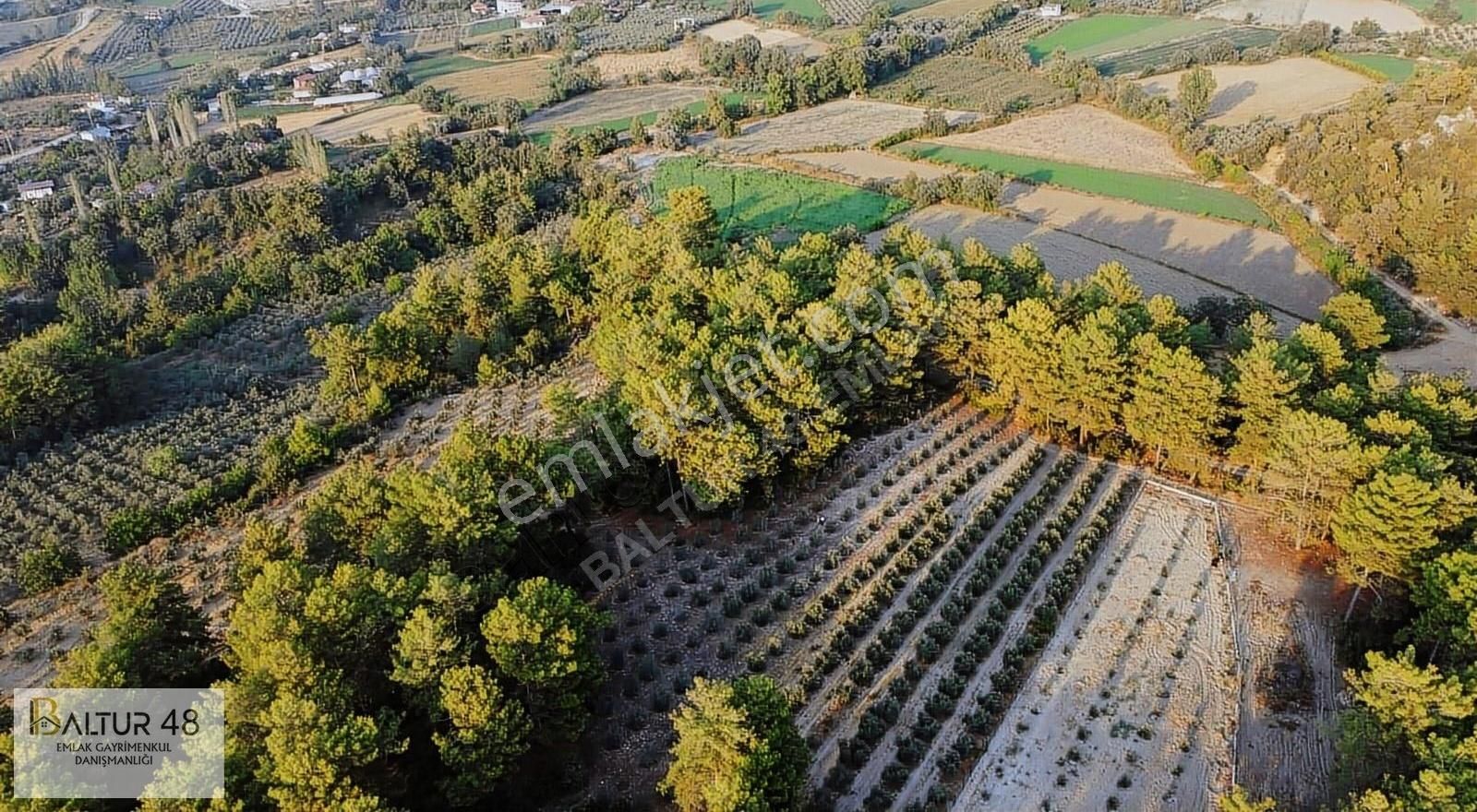 Seydikemer Yakaköy Satılık Tarla Seydikemer Yakaköy'de Müstakil Tapulu Zeytin Ağaçlı Tarla