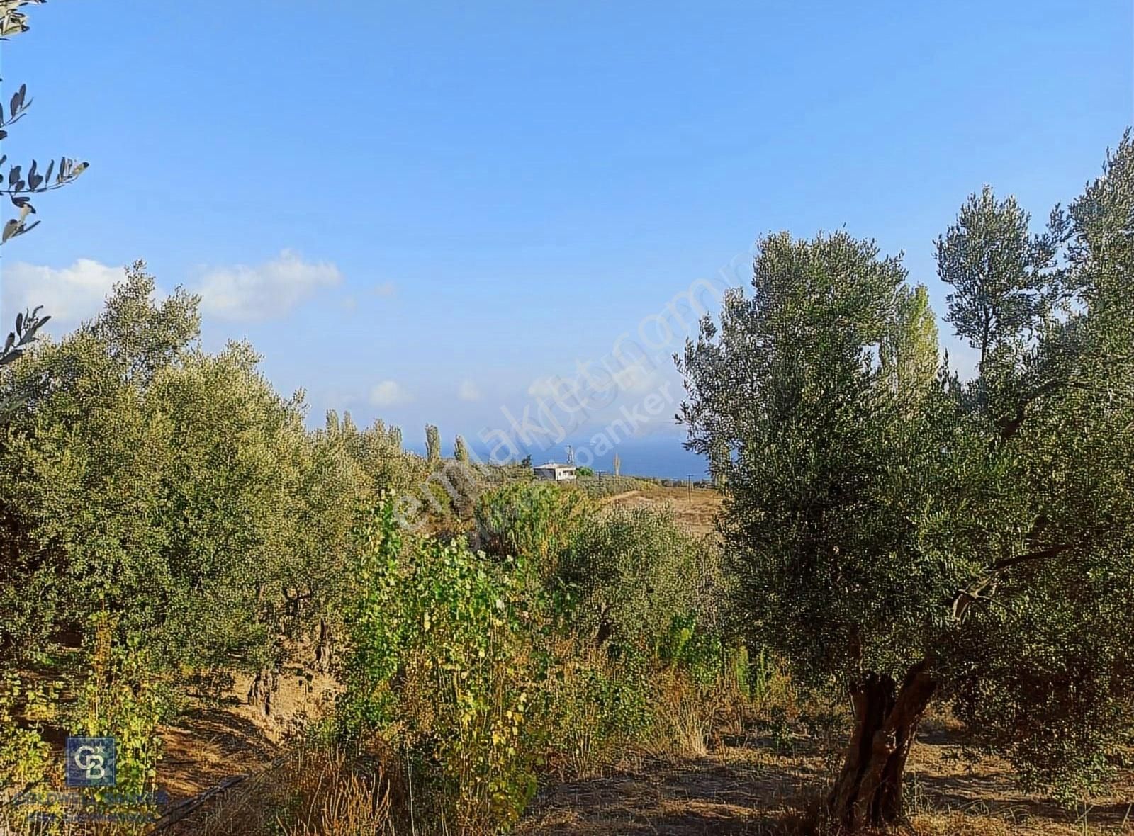 Erdek Hamamlı Satılık Bağ & Bahçe Panoramik Deniz Manzaralı Arsa