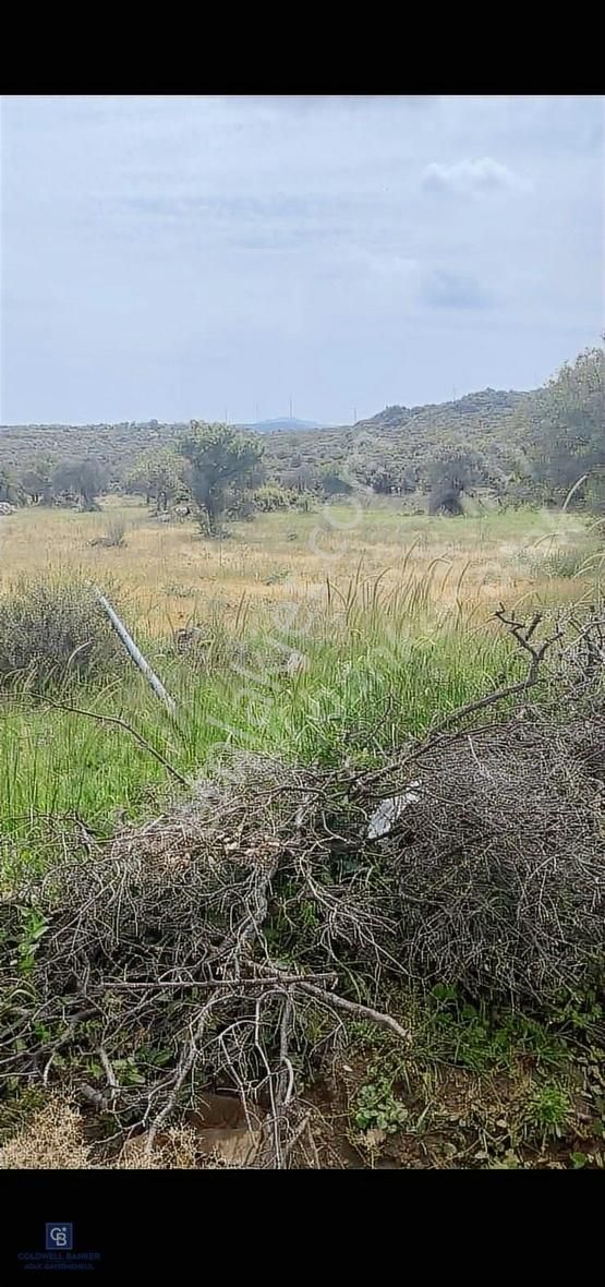 Dikili Katıralanı Satılık Tarla Dikili Katıralanı Mahallesinde Satılık Tarla