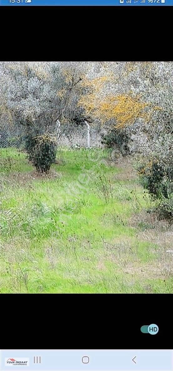 Darıca Kazım Karabekir Satılık Zeytinlik Balıkesir Erdek halitpaşada acilsatılik arsa