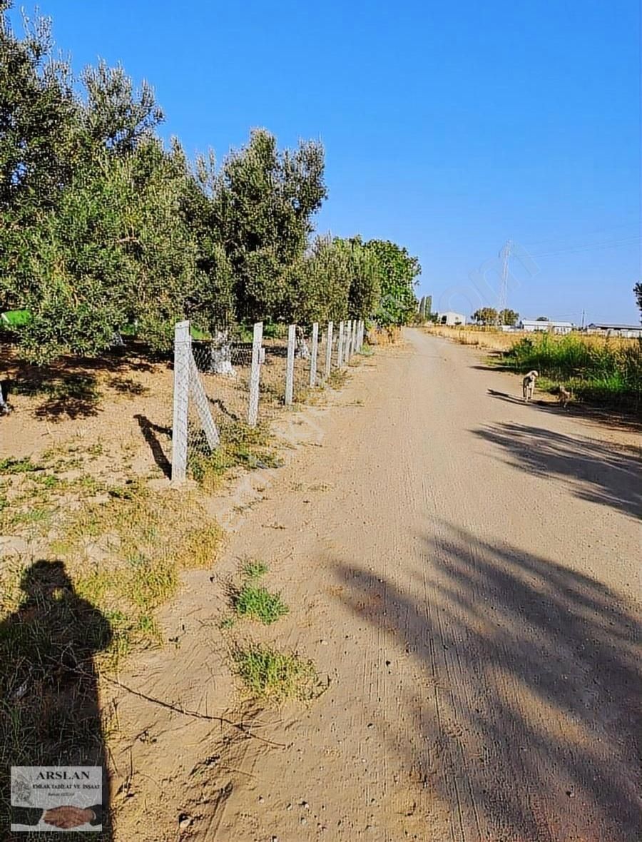 Satılık Zeytinlik - Görsel 3