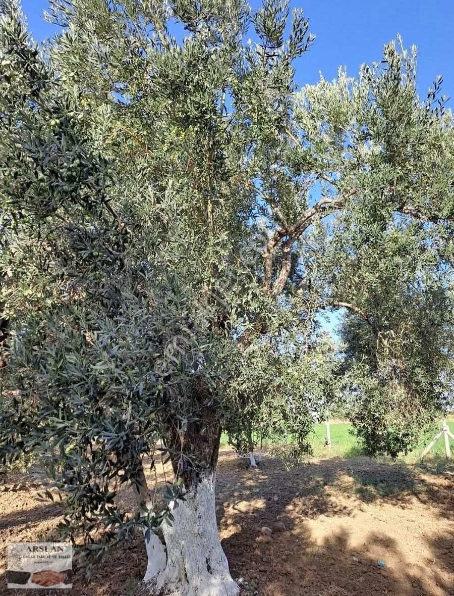 Satılık Zeytinlik - Görsel 4