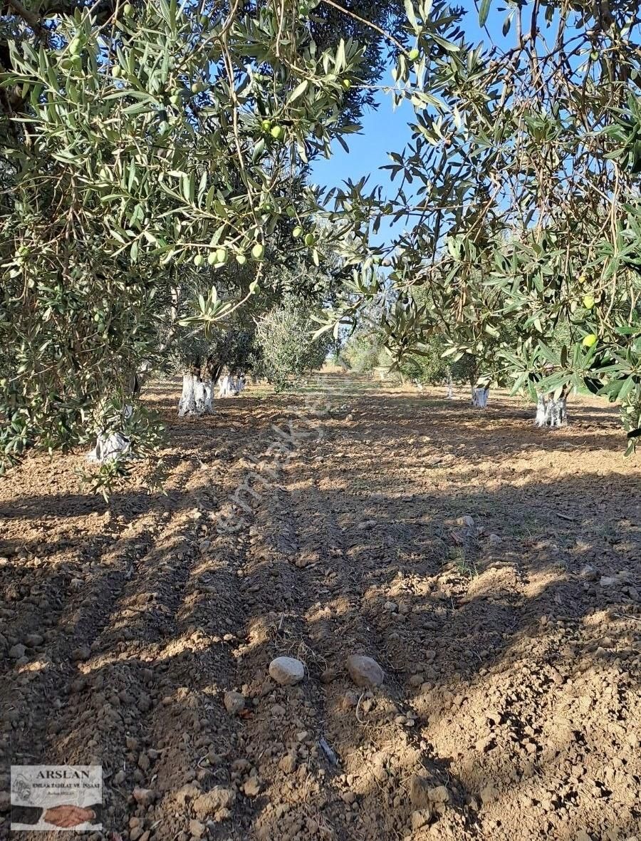 Satılık Zeytinlik - Görsel 9
