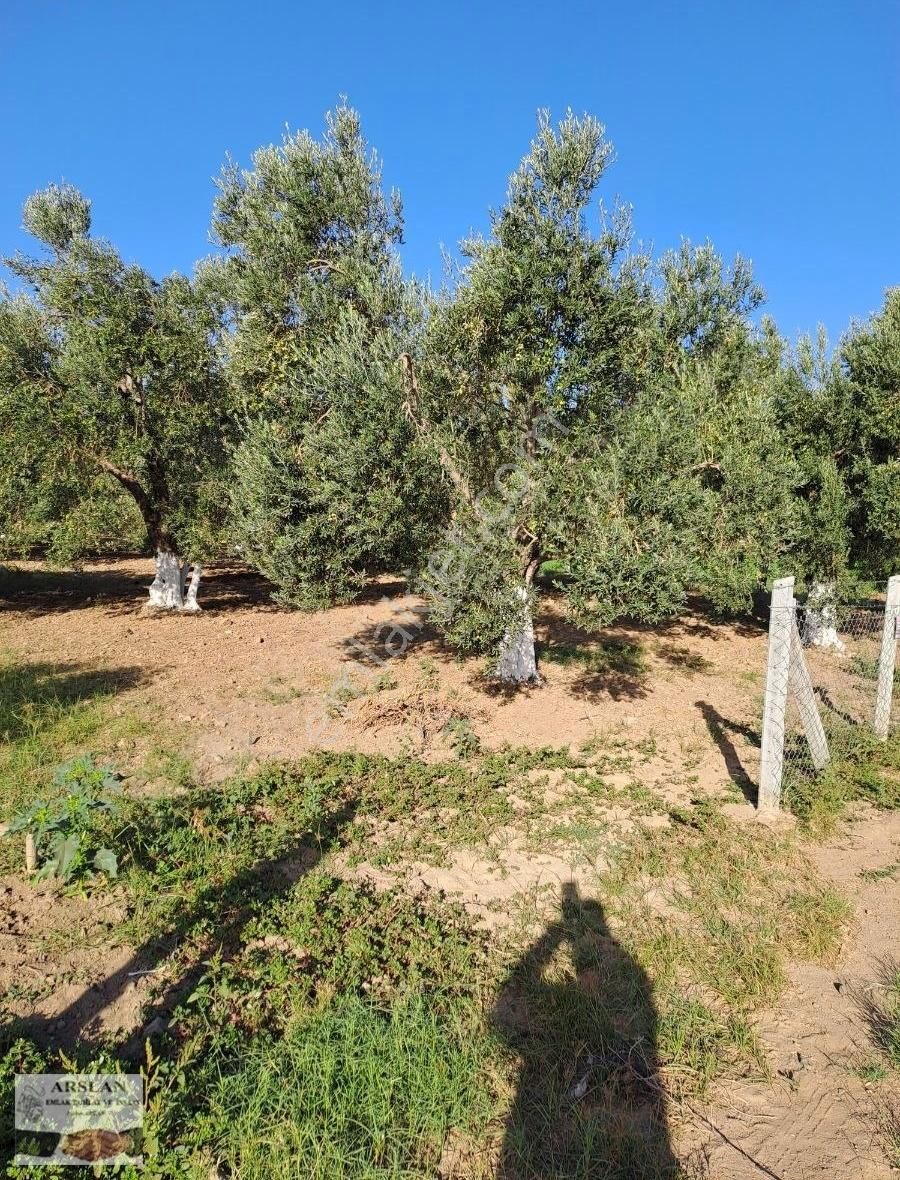 Satılık Zeytinlik - Görsel 8