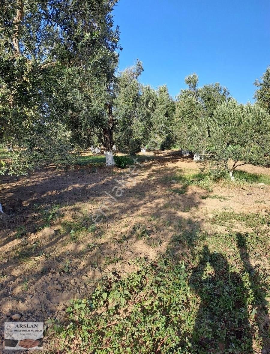 Satılık Zeytinlik - Görsel 5