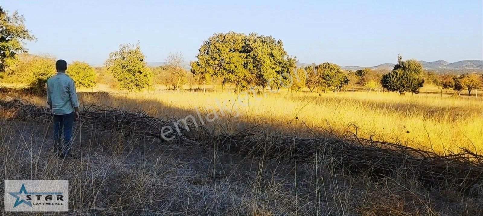 Yunusemre Dazyurt Satılık Bağ & Bahçe Dazyut'da Satılık Tarla