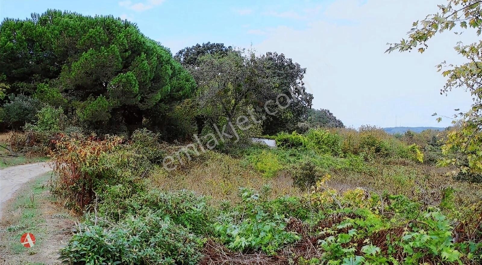 Lapseki Güreci Köyü Satılık Tarla Çanakkale, Lapseki, Gürece, Köye Yakın Satılık Arazi