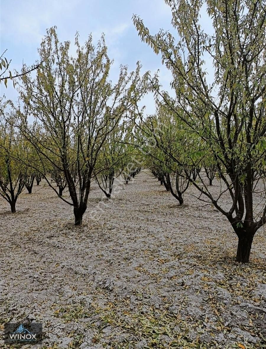 Çal Aşağıseyit Satılık Tarla Denizli Çal Satılık İçinde Bağdem Ağcı Olan Arazi