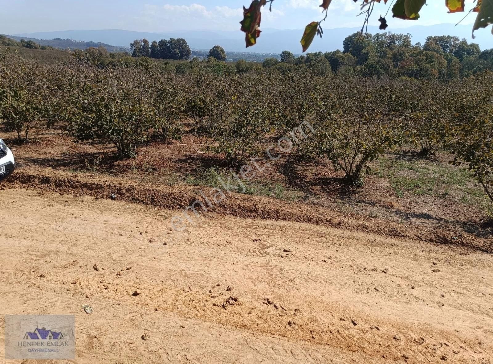 Hendek Lütfiyeköşk Satılık Tarla Köşküde Satılık Fındıklık 3900 M2 1 450 000 Tlye