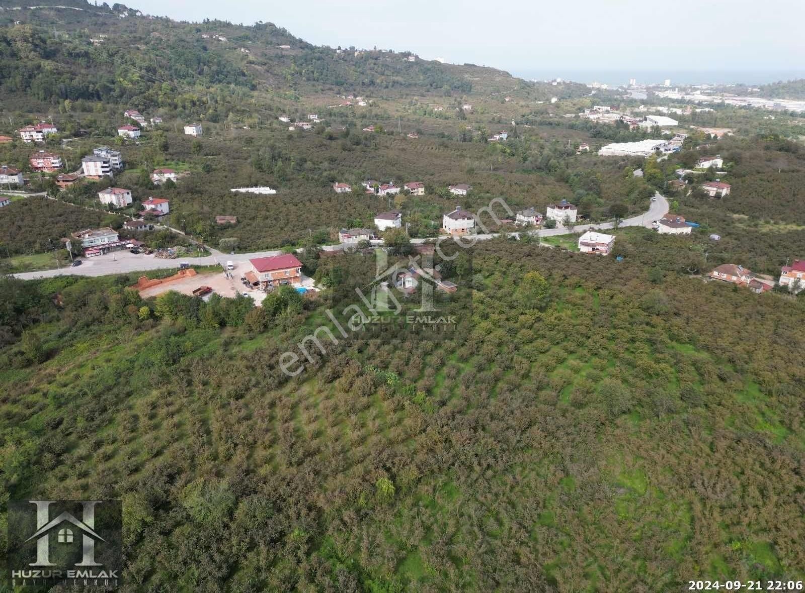 Fatsa Meşebükü Satılık Bağ & Bahçe SATILIK BAHÇE MEŞEBÜKÜ