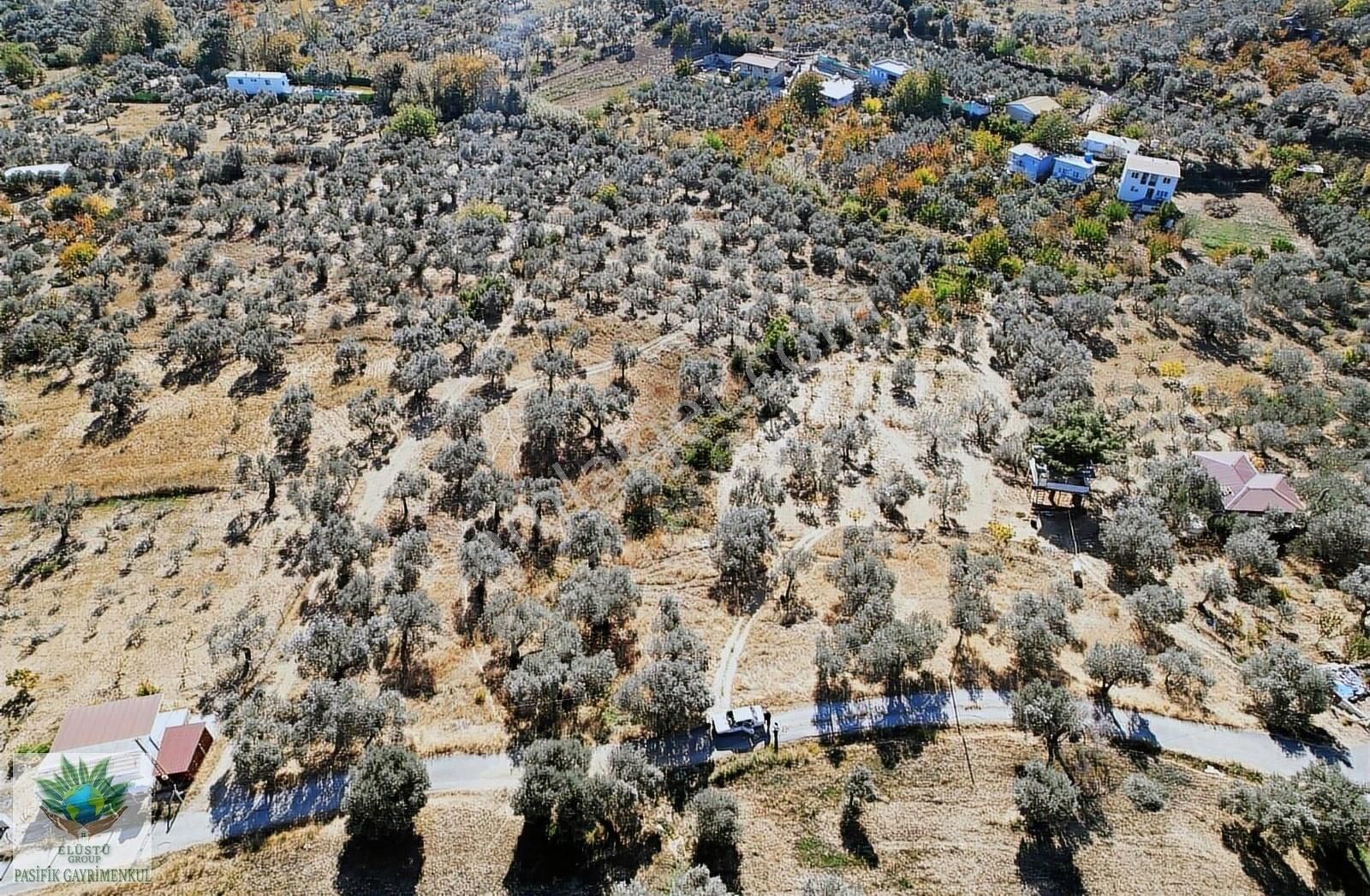 Torbalı Dağkızılca Satılık Zeytinlik PASİFİKTEN TORBALI DAĞKIZILCADA YOLA CEPHELİ FIRSAT ZEYTİNLİK