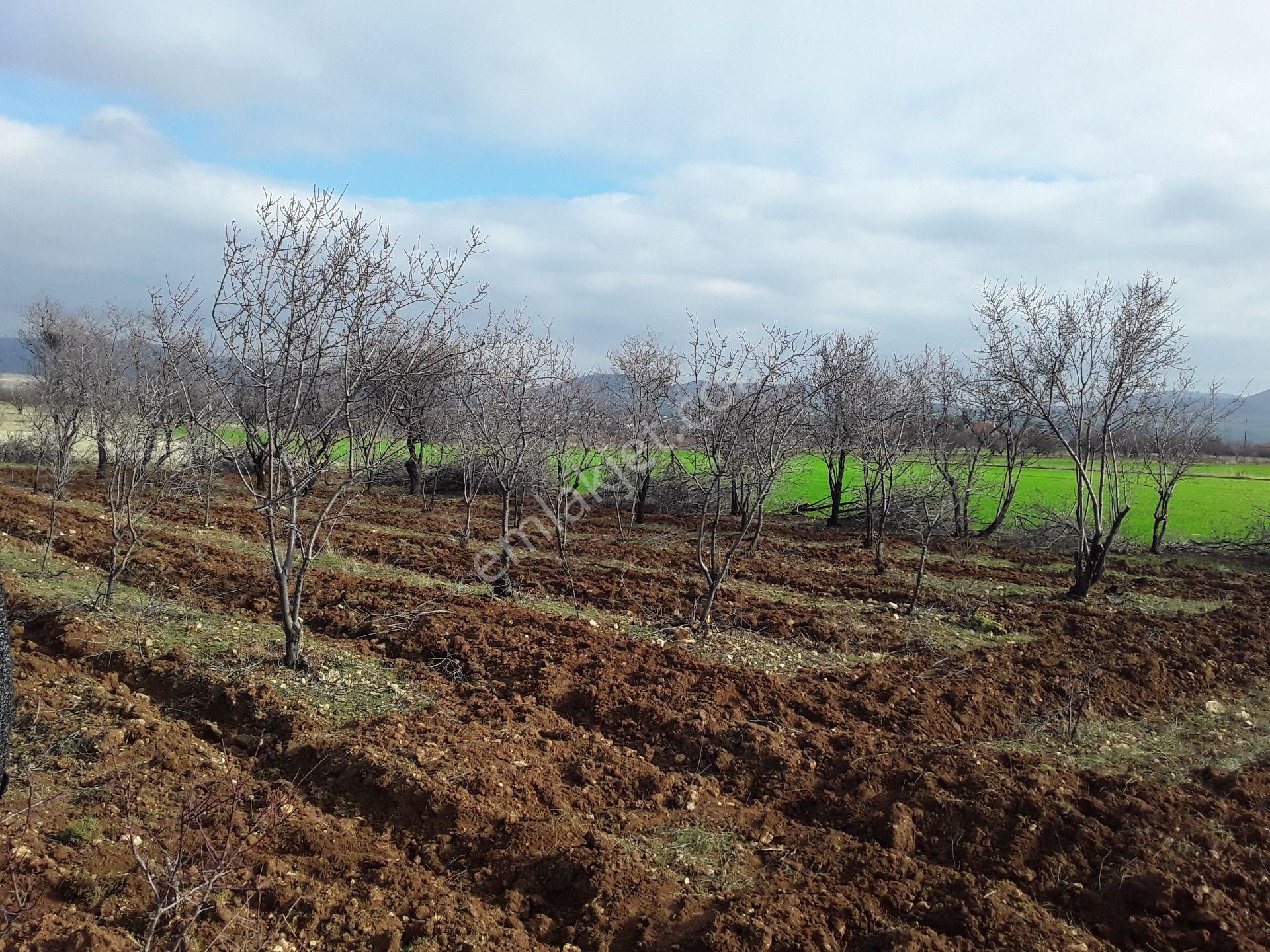 Elazığ Merkez Poyraz Köyü Satılık Tarla  KEBAN YOLA YAKIN PORAZ KÖYDE SATLIK 5.850 M2 KÖY ARSASI