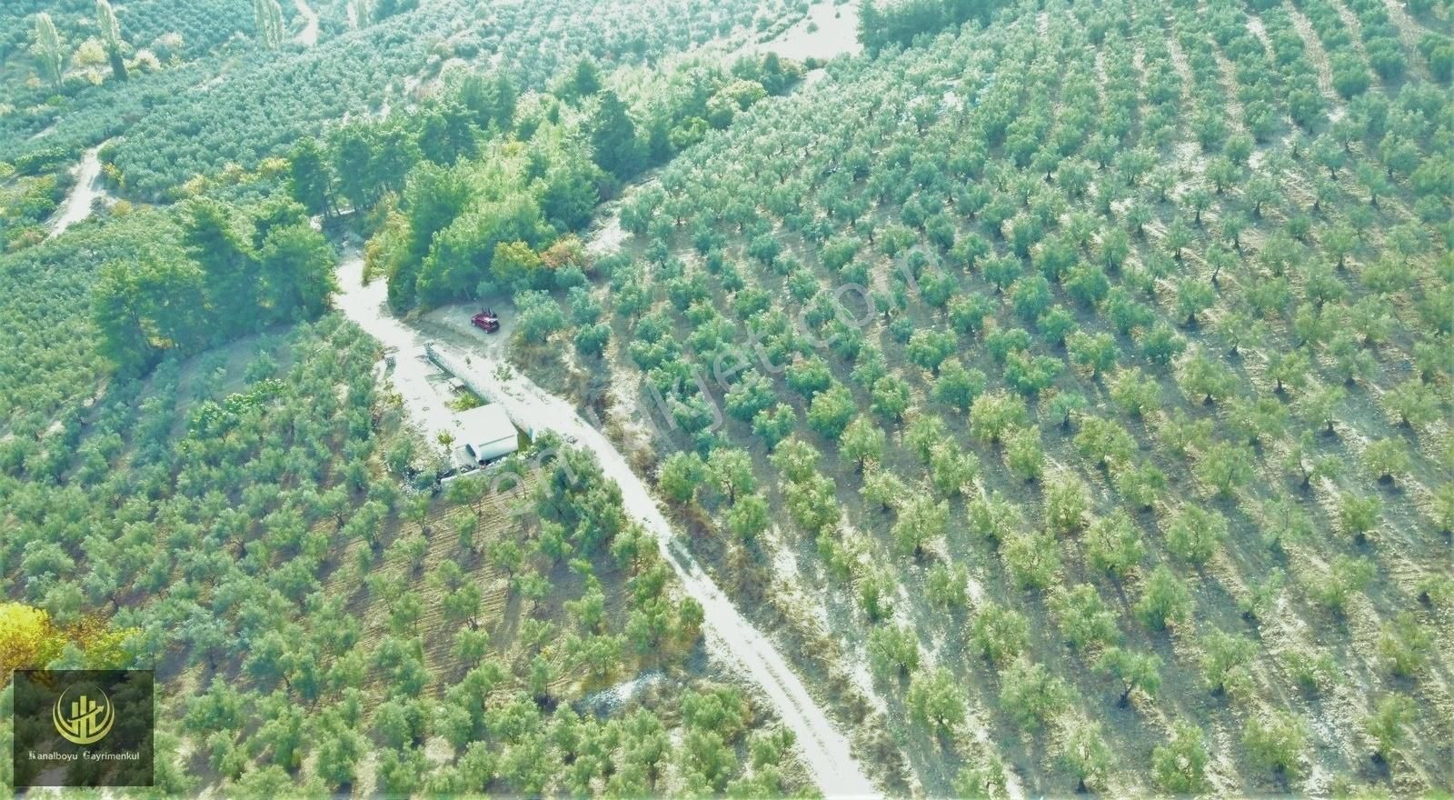 Mudanya Çepni Satılık Zeytinlik Mudanya Çepni'de Manzaralı, Bakımlı Zeytin Bahçesi