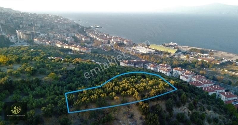 Mudanya Ömerbey Satılık Zeytinlik Mudanya'ya Hakim Konumda Full Manzaralı Zeytin Bahçesi