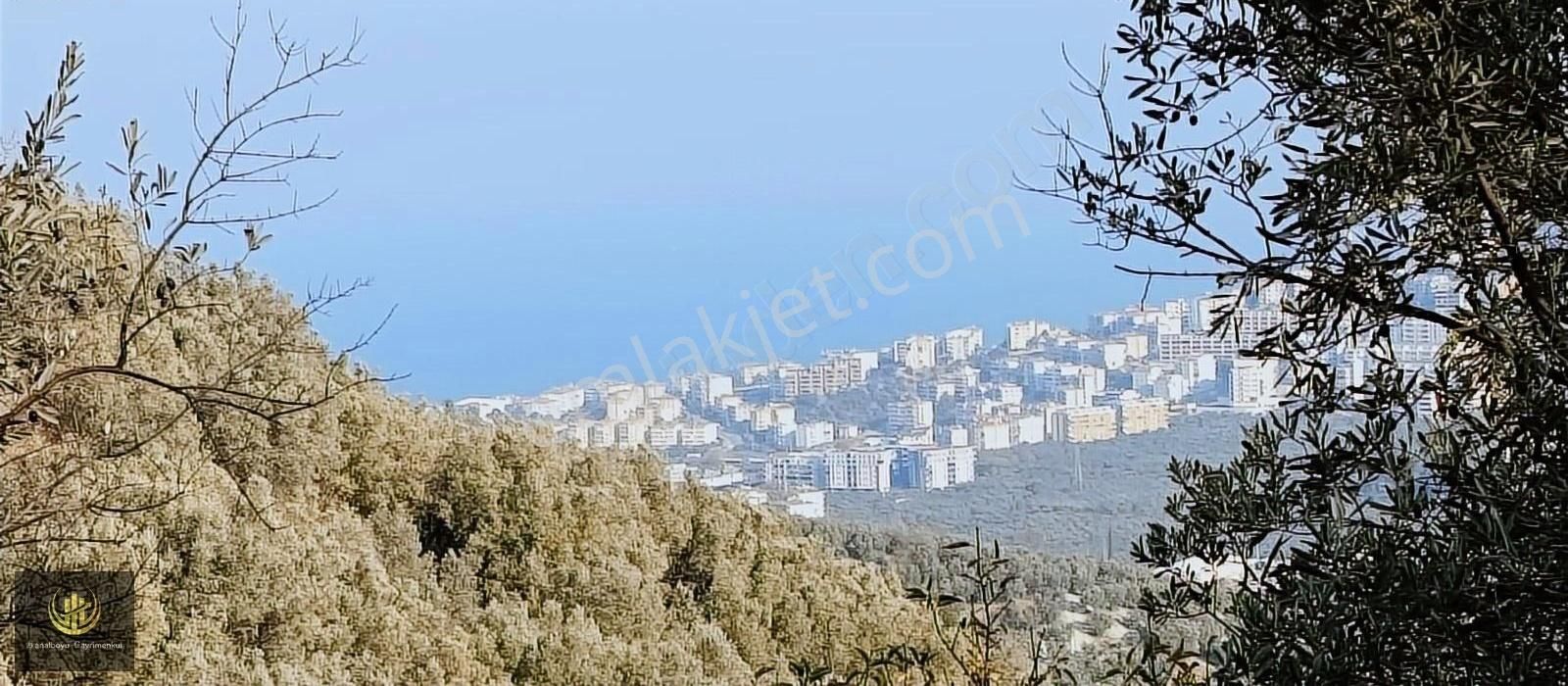 Mudanya Işıklı Satılık Zeytinlik Mudanya Işıklı'da Deniz Manzaralı Zeytinlik