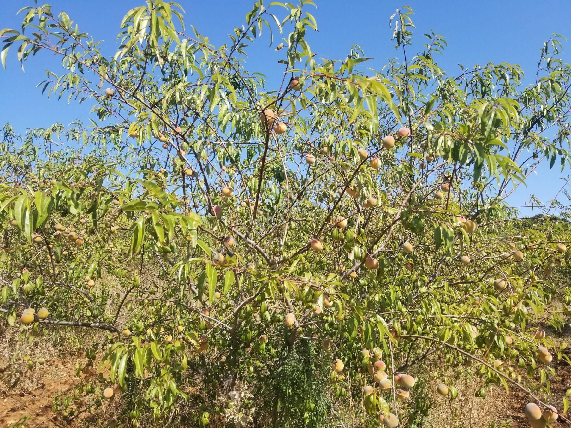 Biga Kemer Köyü Satılık Tarla Tam Bodur İspanyol Zeytin ve Badem tarlası