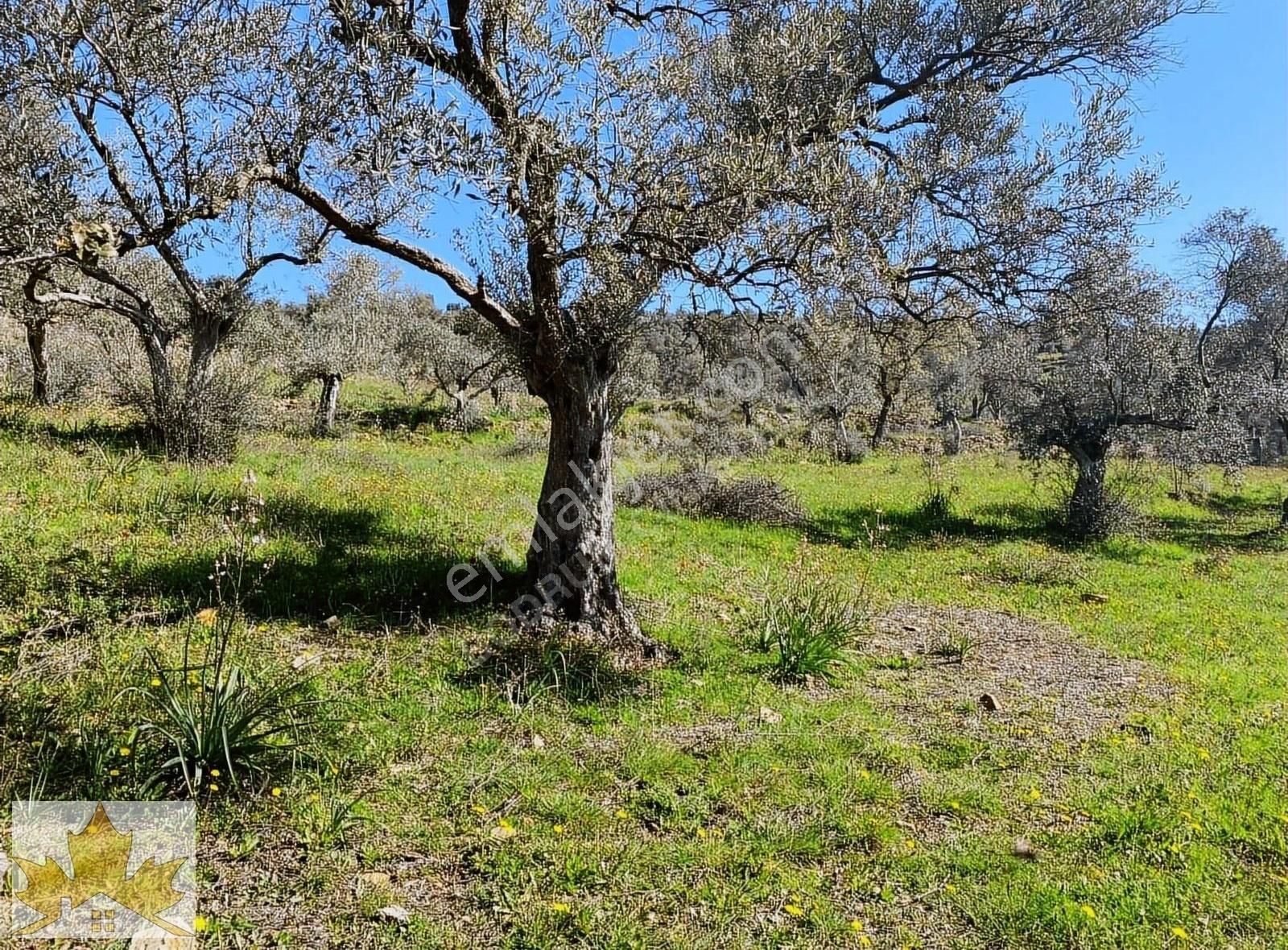 Muğla Milas Satılık Zeytinlik MİLAS KUZYAKA DA KADASTROL YOLU OLAN SATILIK ZEYTİNLİK