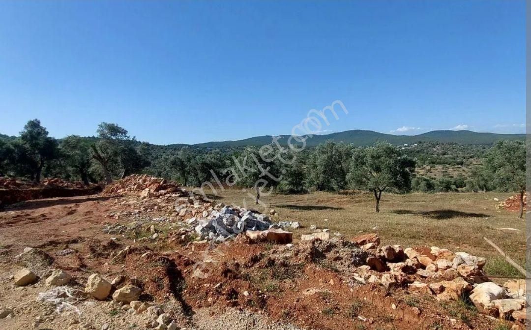 Muğla Bodrum Satılık Zeytinlik ÇAMLIK İRMENE KÖYÜNDE SATILIK 400 M2