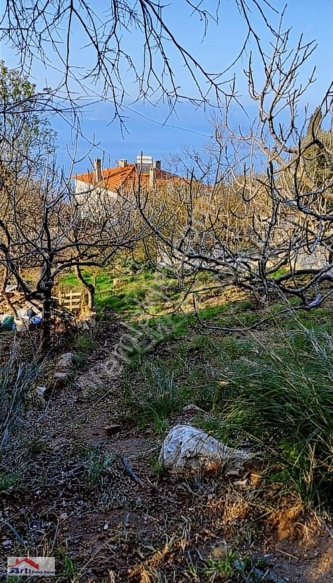 Mudanya Altıntaş Satılık Bağ & Bahçe Arti Dan Koyici Müstakil Tapu Deniz Manzaralı Bahce