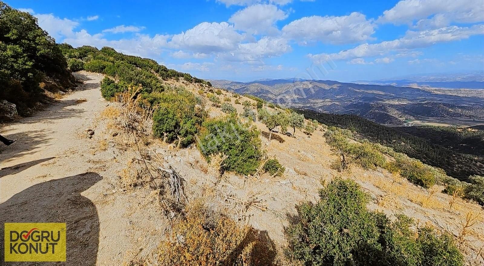 Aydın Çine Bahçearası Köyünde Bakımlı 112 Dönüm Zeytinlik - Görsel 10