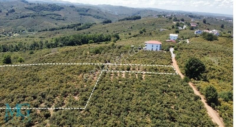 Kocaali Demiraçma Satılık Bağ & Bahçe Doğa Ve Deniz Manzaralı Köy İçinde İmarlı Satılık Fındık Bahçes