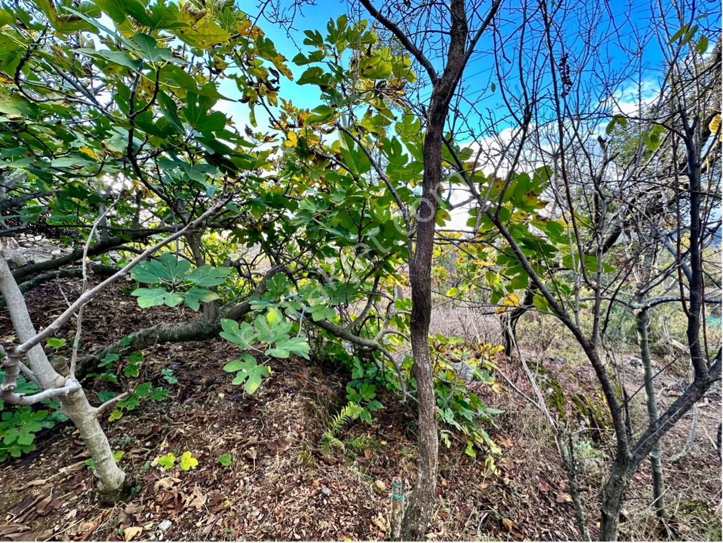 Alanya Karamanlarda Satılık 544 M2 Müstakil Arsa - Görsel 21