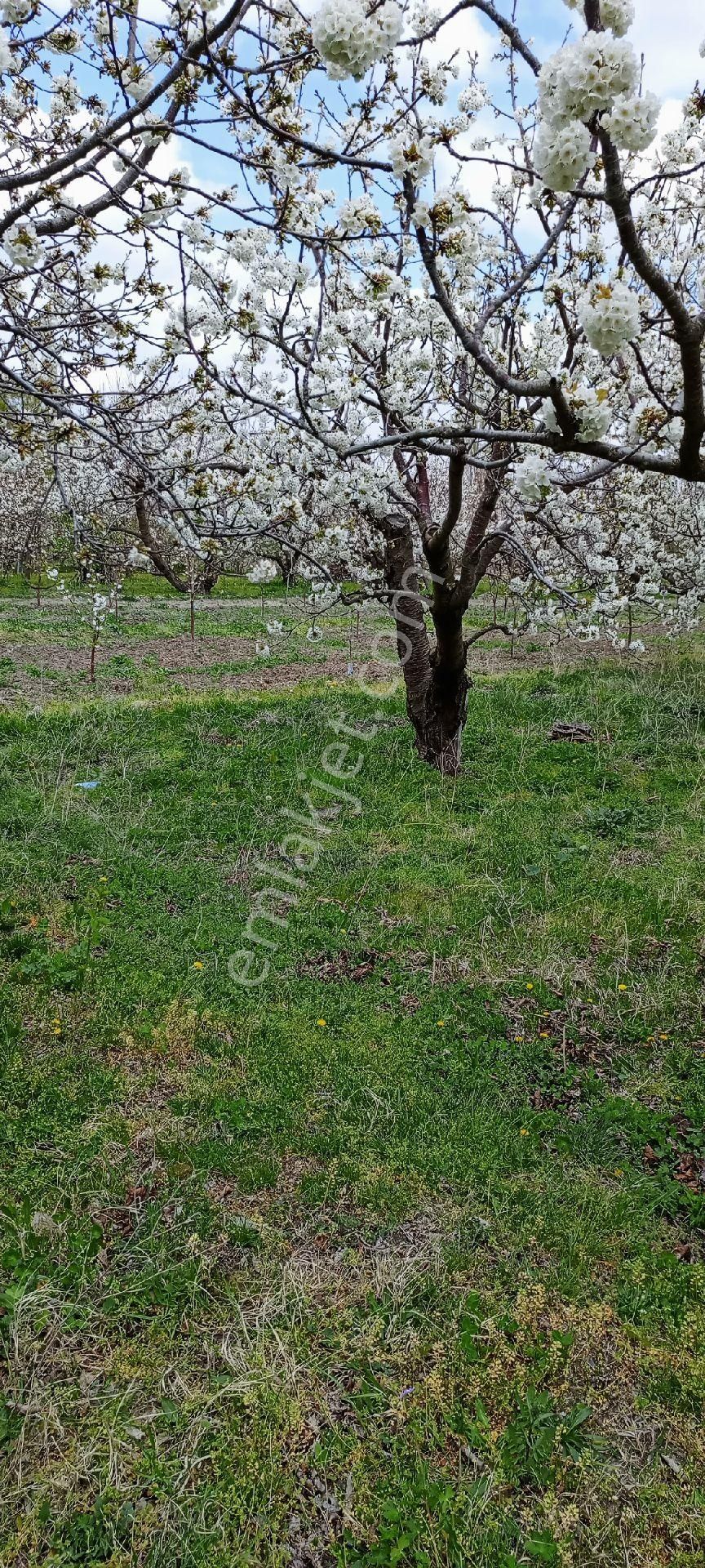 Sultandağı Yakasinek Köyü (İmam Aziz) Satılık Tarla  AFYON PRESTİJ GAYRİMENKULDEN AFYON\SULTANDAĞI\YAKASENEK KÖYÜ SATILIK TARLA