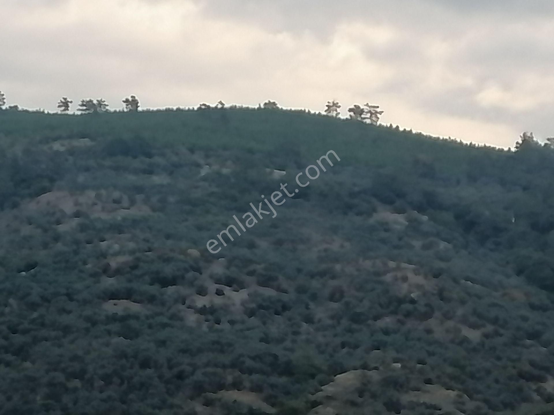 İzmir Torbalı Gold Emlaktan Satılık Zeytinlik - Görsel 3