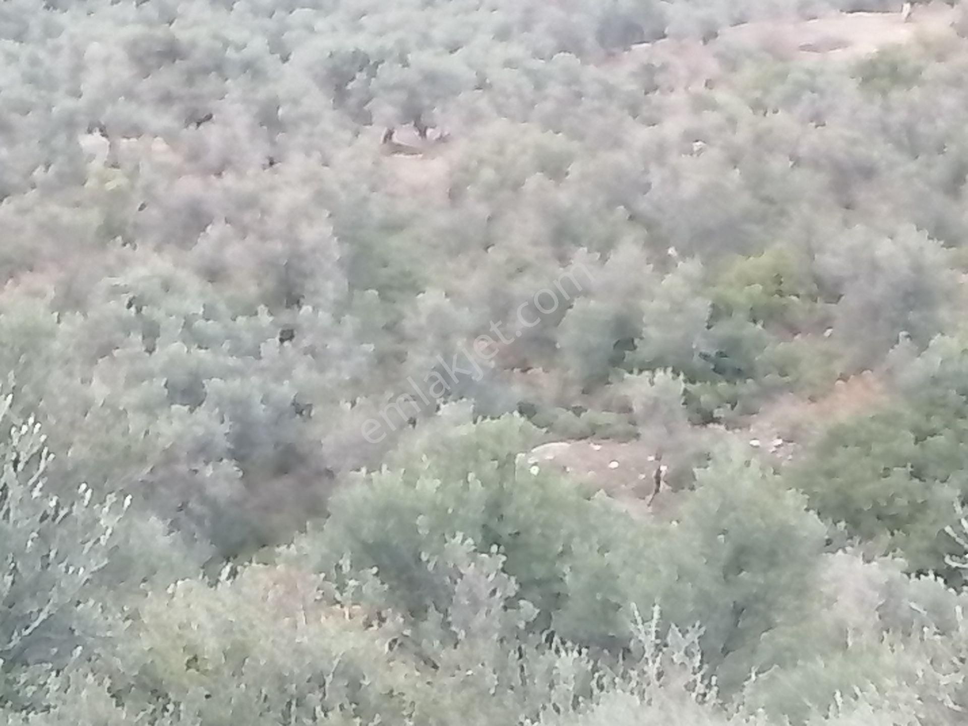 İzmir Torbalı Gold Emlaktan Satılık Zeytinlik - Görsel 4