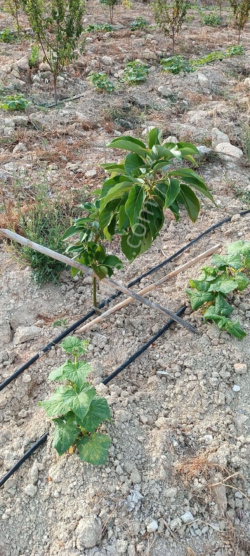 Satılık Hobi Bahçesi Takanlı Mezitli - Görsel 8