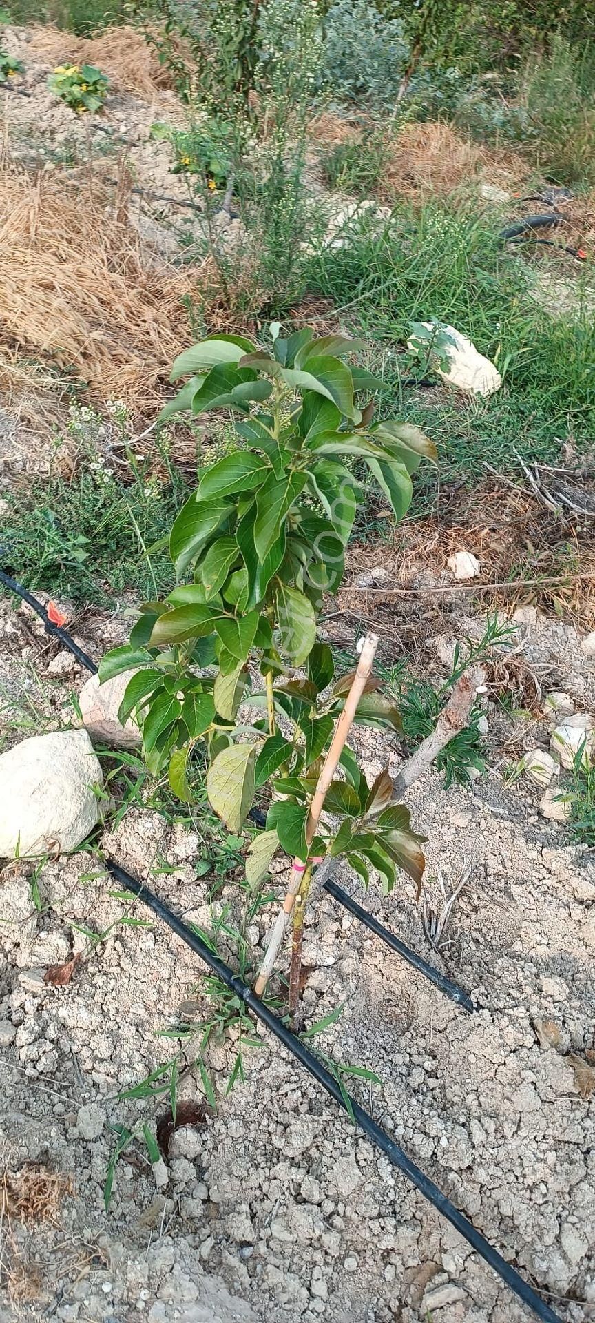 Satılık Hobi Bahçesi Takanlı Mezitli - Görsel 12