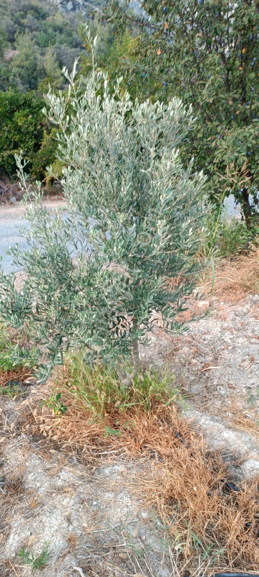 Satılık Hobi Bahçesi Takanlı Mezitli - Görsel 6