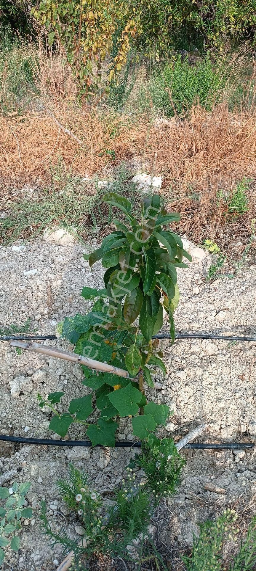 Satılık Hobi Bahçesi Takanlı Mezitli - Görsel 9