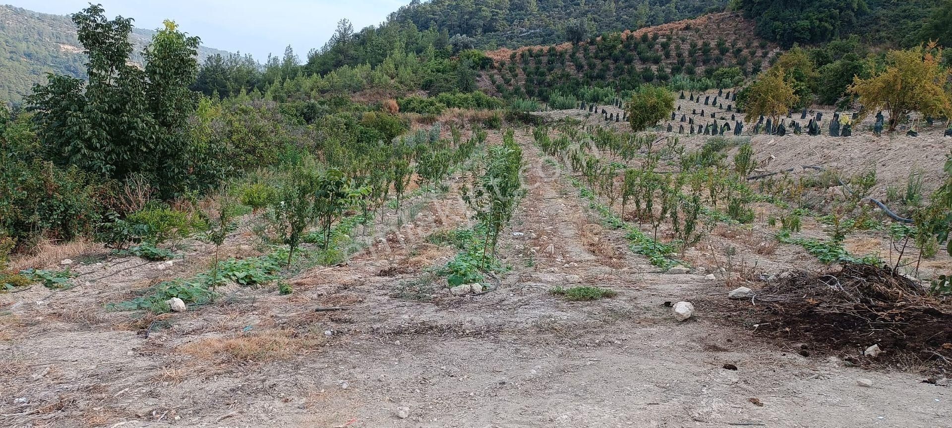 Satılık Hobi Bahçesi Takanlı Mezitli - Görsel 4