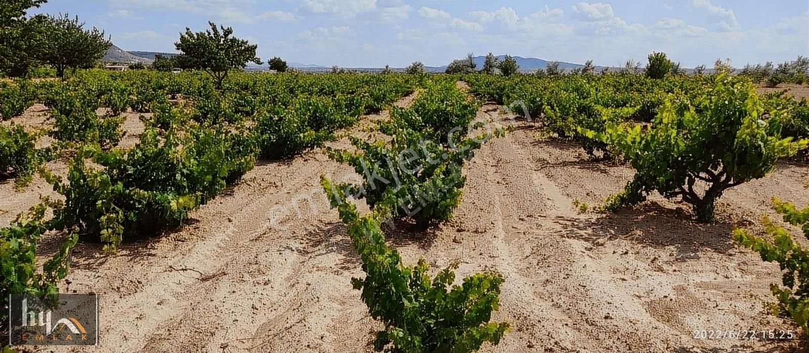 Nevşehir Merkez Çat Bld. (15 Temmuz) Satılık Bağ & Bahçe HAKAN YANIK EMLAKTAN ÇAT 15 TEMMUZ'DA SATILIK BAĞ