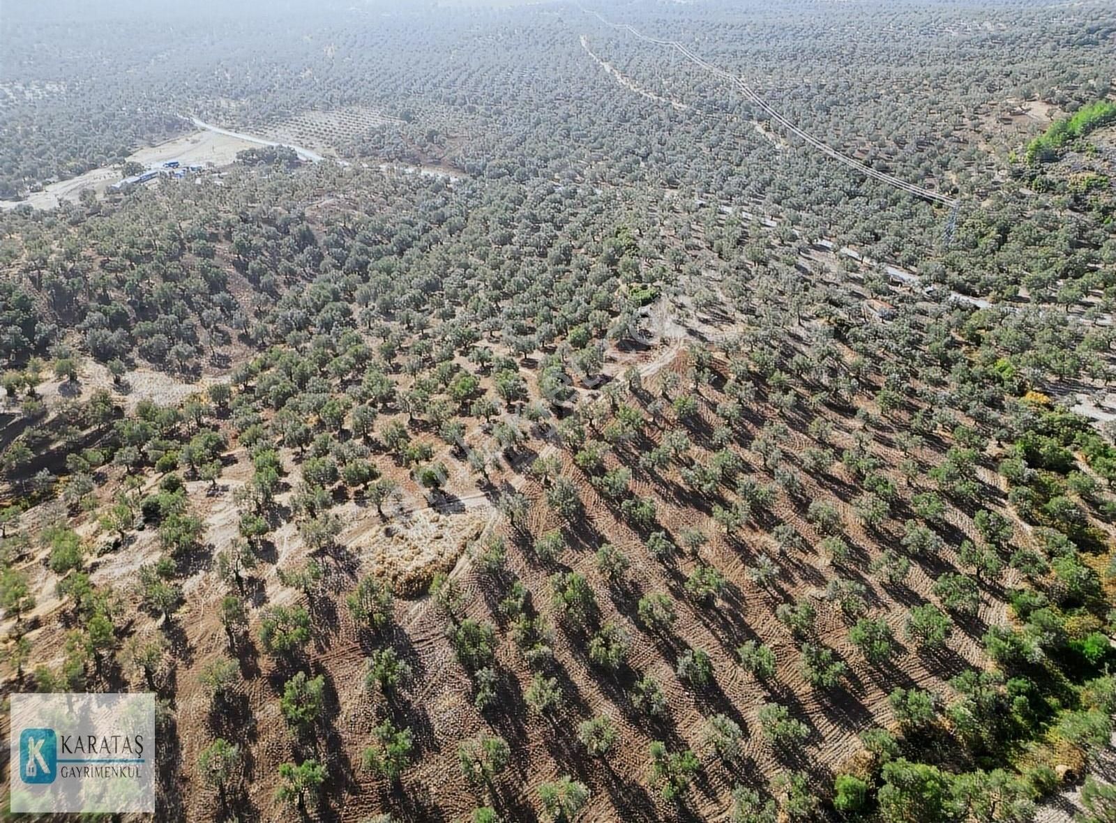 Ayvalıkta 107 Dönüm Asfalt Yol Cepheli Satılık Fırsatzeytinlik - Görsel 18