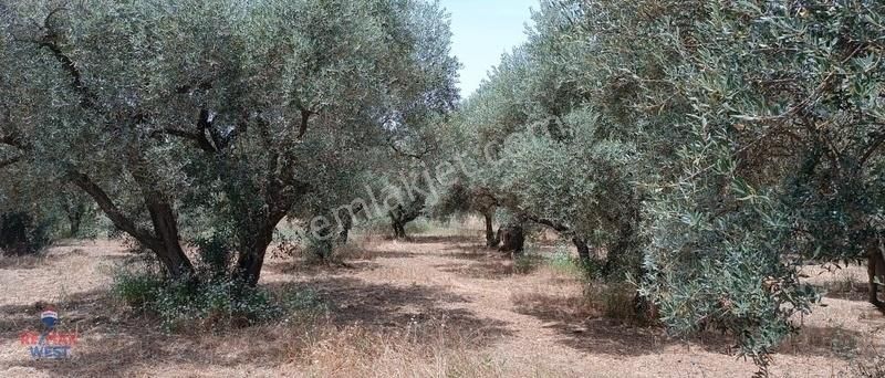 Kemalpaşa Sarılar Satılık Zeytinlik KEMALPAŞA SARILARDA ANAYOLA ÇOK YAKIN ZEYTİNLİK