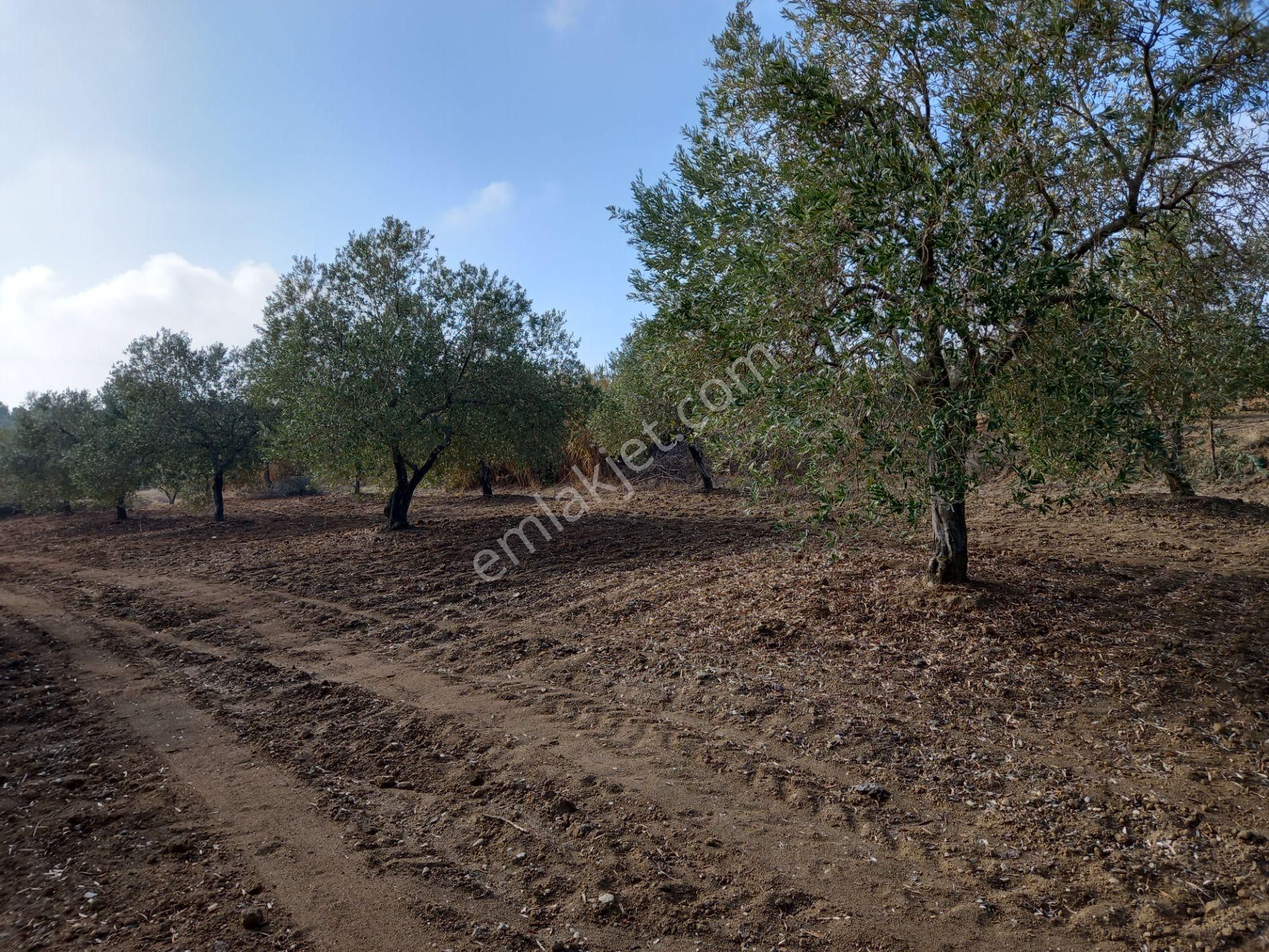 Manisa Saruhanlı Hacımusa Da Satılık 8.dönüm Domat Zeytinlik 2.250.000 Tl - Görsel 3