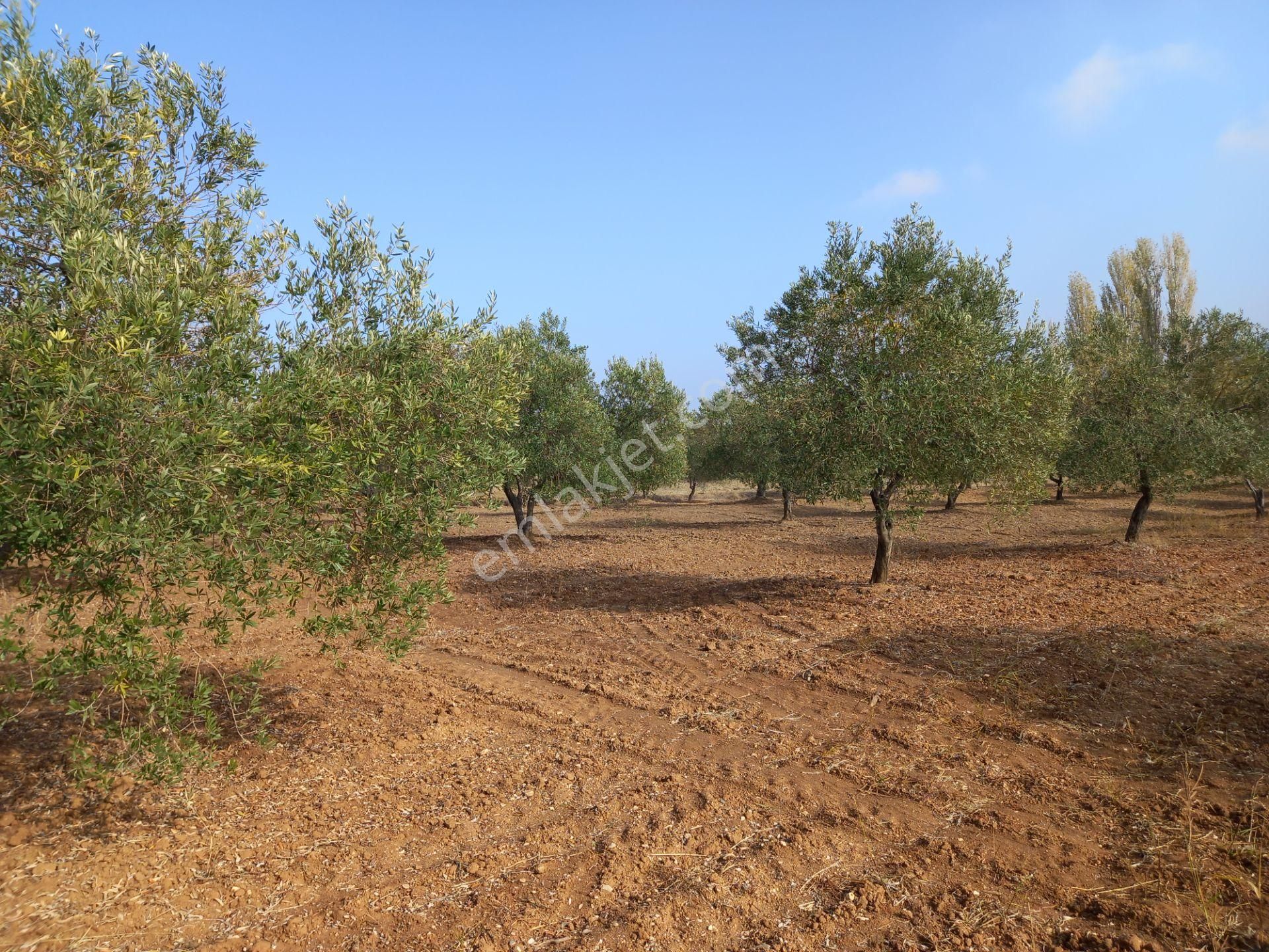 Manisa Saruhanlı Hacımusa Da Satılık 8.dönüm Domat Zeytinlik 2.250.000 Tl - Görsel 13