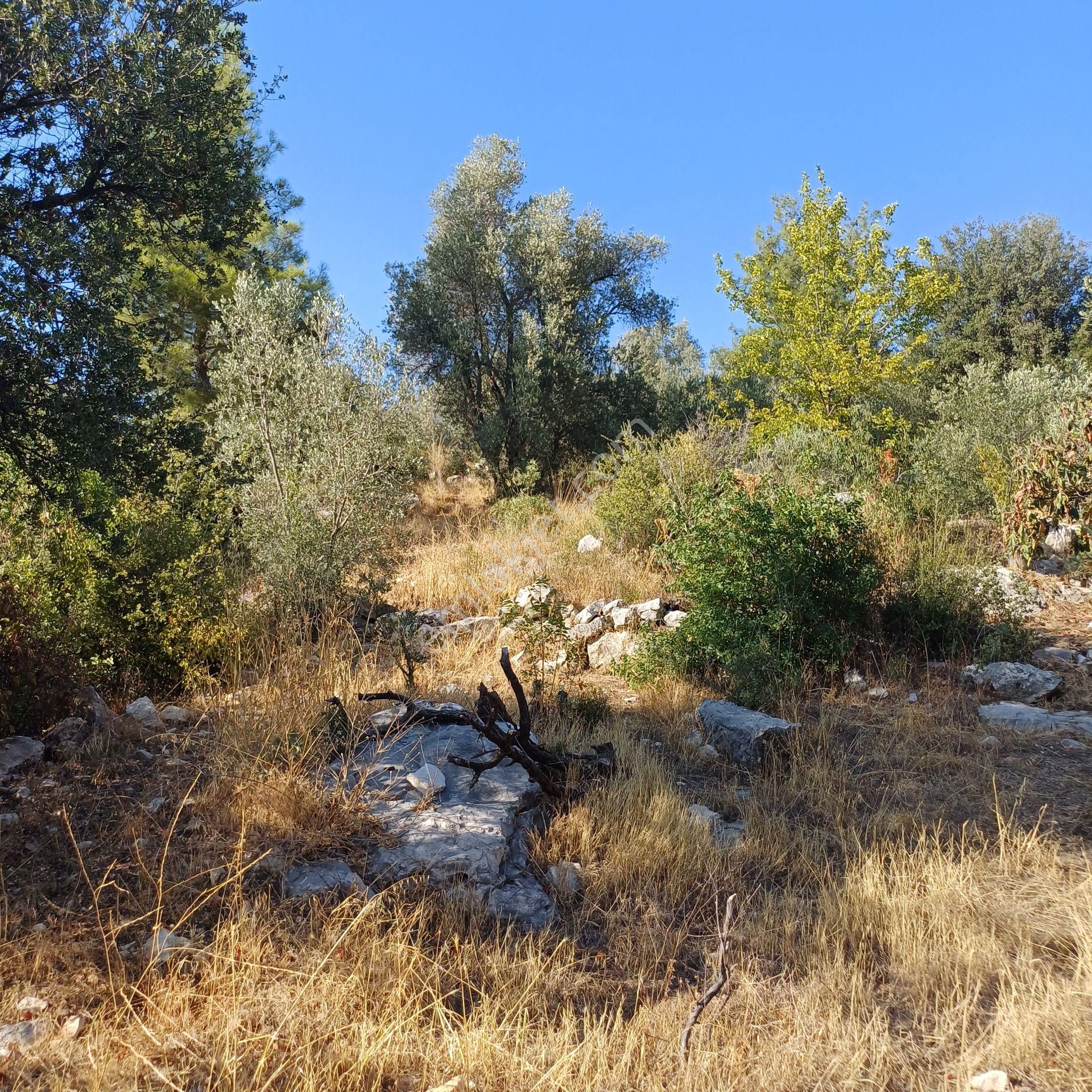 Muğla Seydikemer Satılık Zeytinlik  Yayla Değil 2B Değil Hisseli Değil Bu Fiyat Bsşka Yok