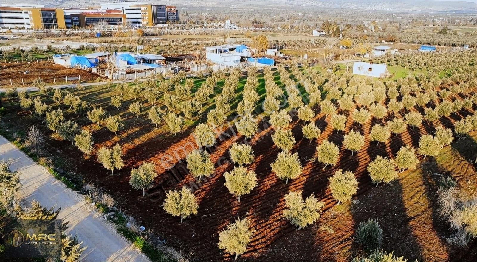 Kilis Merkez Yaşar Aktürk Satılık Tarla MRC GAYRİMENKULDEN DEVLET HAST.KARŞSNDA İKİ BAŞI YOL İMARIN DİBİ