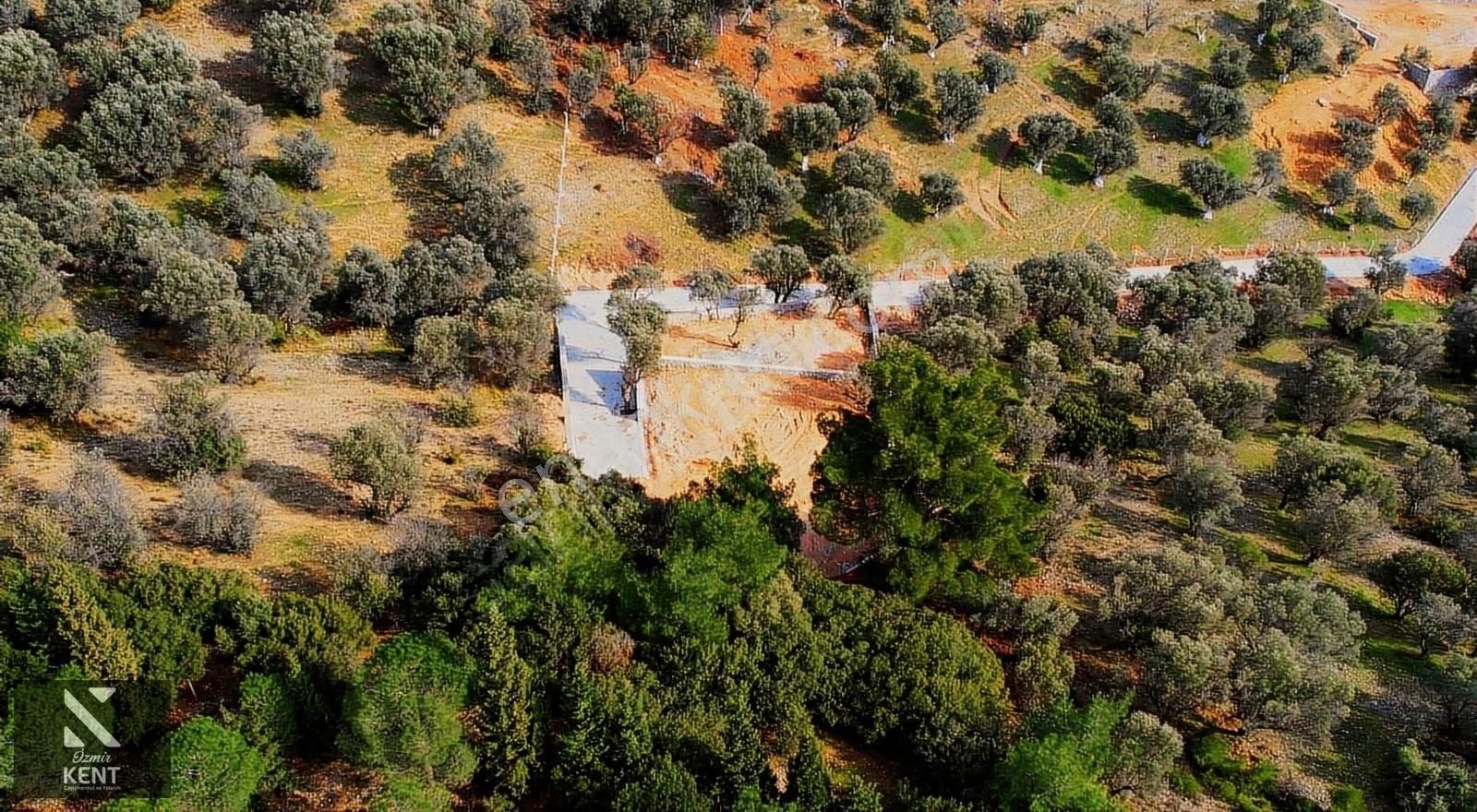 Kemalpaşa Sütçüler'de Satılık 873 M2 Zeytinlik - Görsel 16