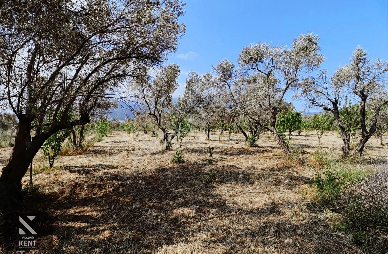 Kemalpaşa Sekiz Eylül Satılık 4.746 M2 Bahçe - Görsel 13